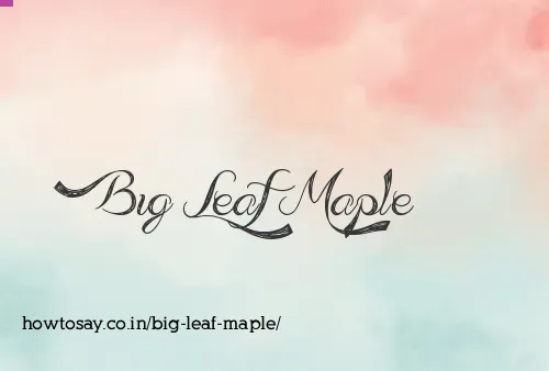 Big Leaf Maple