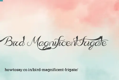 Bird Magnificent Frigate