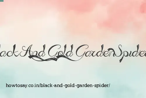 Black And Gold Garden Spider