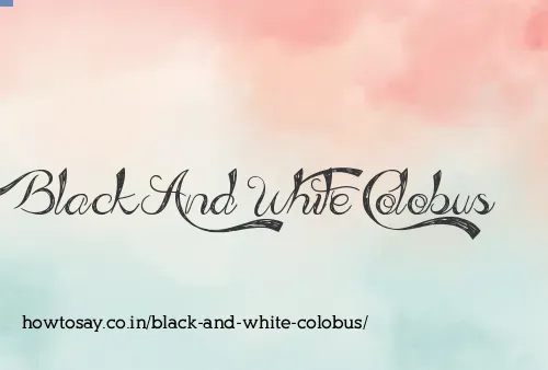 Black And White Colobus