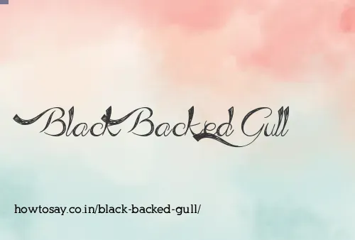 Black Backed Gull