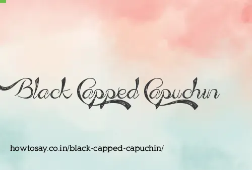 Black Capped Capuchin