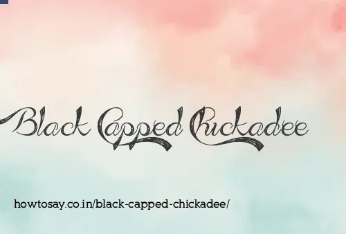 Black Capped Chickadee