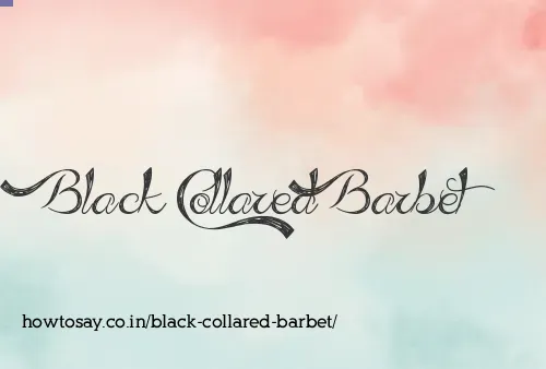 Black Collared Barbet