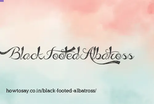Black Footed Albatross