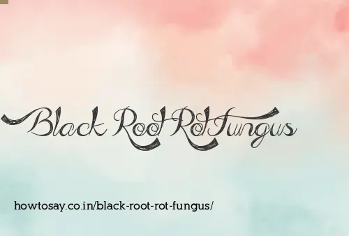 Black Root Rot Fungus
