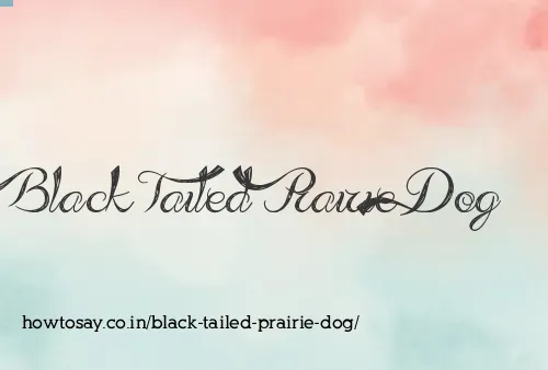 Black Tailed Prairie Dog