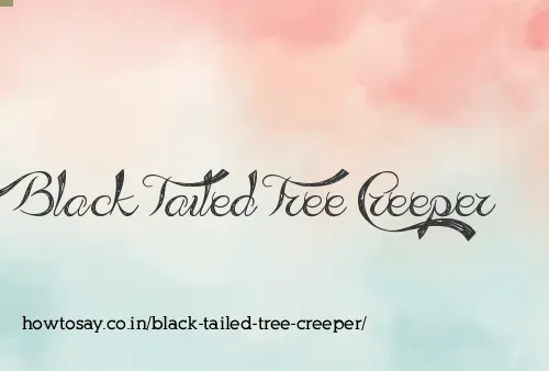 Black Tailed Tree Creeper