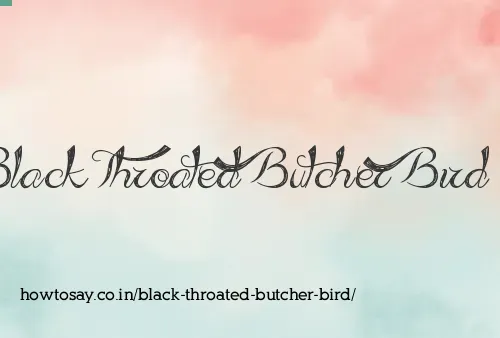 Black Throated Butcher Bird