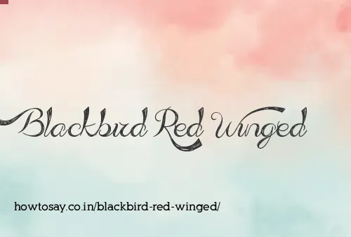 Blackbird Red Winged
