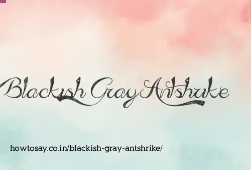 Blackish Gray Antshrike