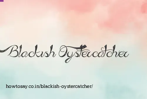 Blackish Oystercatcher