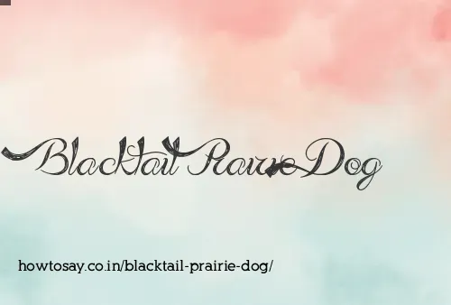 Blacktail Prairie Dog