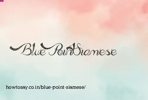 Blue Point Siamese