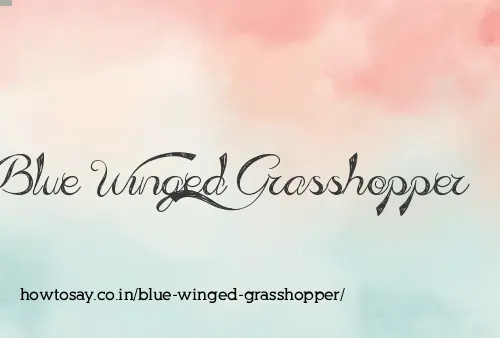 Blue Winged Grasshopper