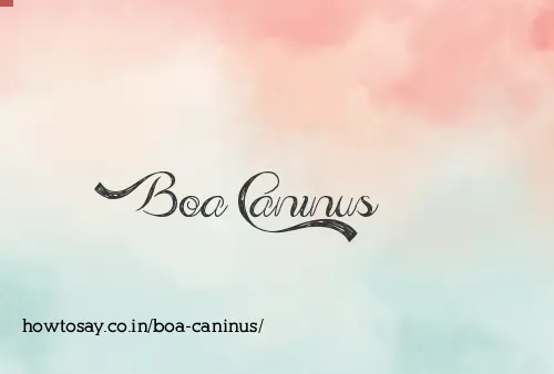 Boa Caninus
