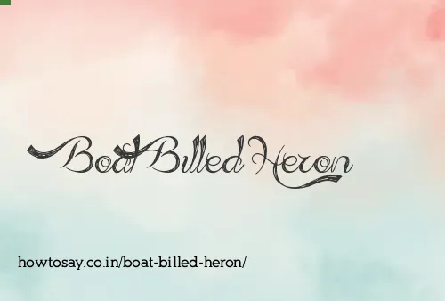 Boat Billed Heron
