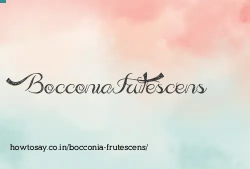 Bocconia Frutescens