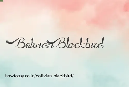 Bolivian Blackbird