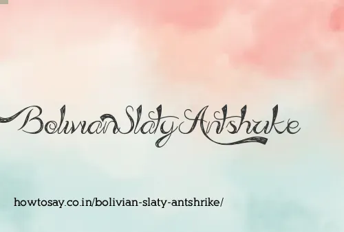 Bolivian Slaty Antshrike