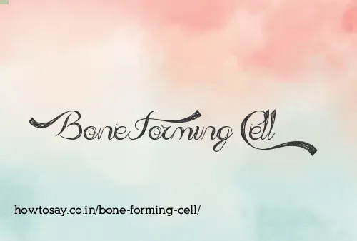 Bone Forming Cell