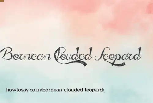 Bornean Clouded Leopard