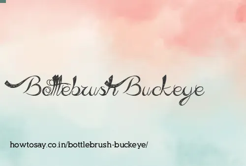 Bottlebrush Buckeye