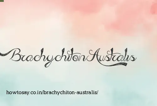 Brachychiton Australis