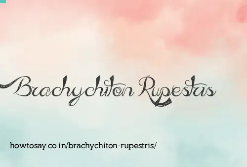 Brachychiton Rupestris