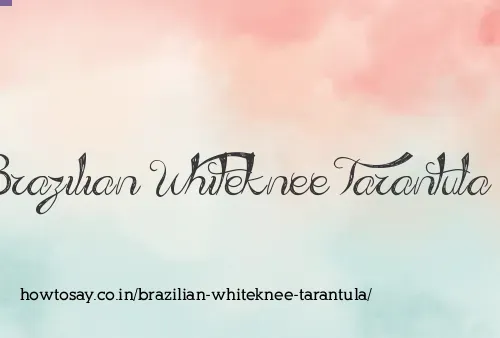 Brazilian Whiteknee Tarantula