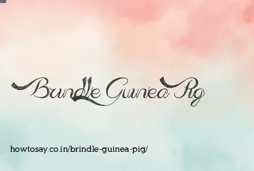Brindle Guinea Pig