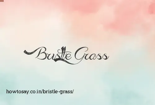 Bristle Grass