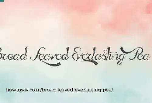 Broad Leaved Everlasting Pea