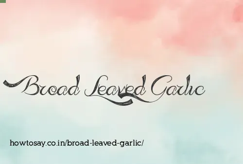 Broad Leaved Garlic