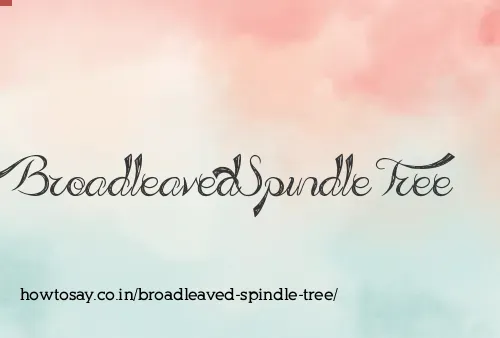 Broadleaved Spindle Tree