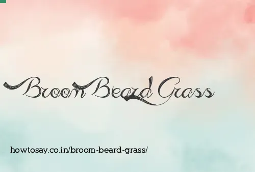 Broom Beard Grass