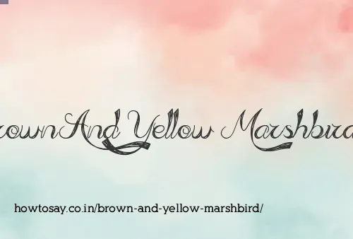 Brown And Yellow Marshbird