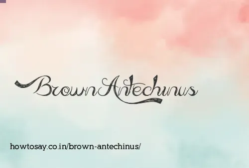Brown Antechinus