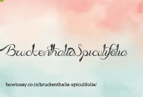 Bruckenthalia Spiculifolia