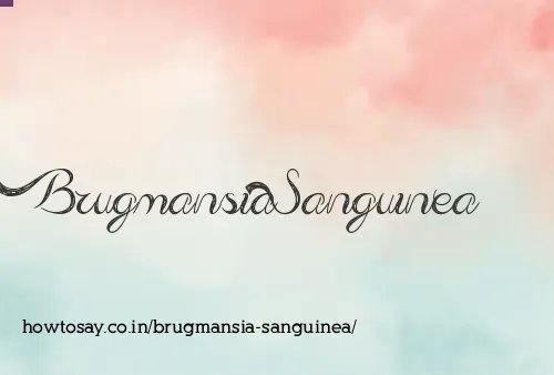 Brugmansia Sanguinea