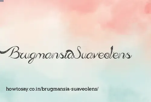 Brugmansia Suaveolens
