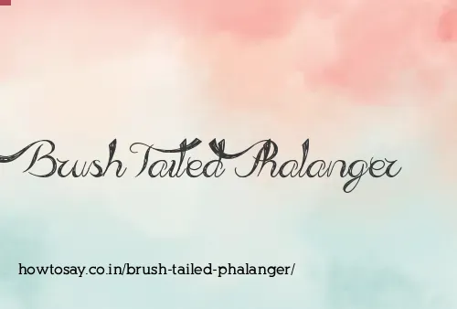 Brush Tailed Phalanger