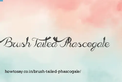 Brush Tailed Phascogale