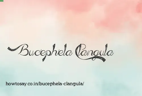 Bucephela Clangula