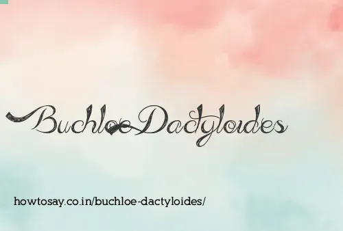 Buchloe Dactyloides