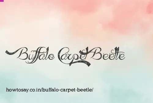Buffalo Carpet Beetle