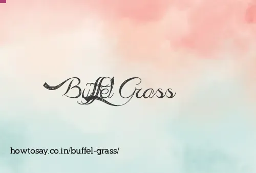 Buffel Grass