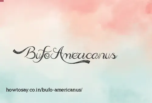 Bufo Americanus