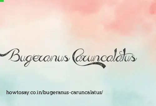 Bugeranus Caruncalatus