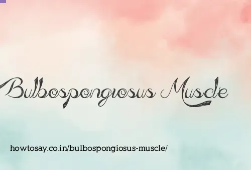 Bulbospongiosus Muscle